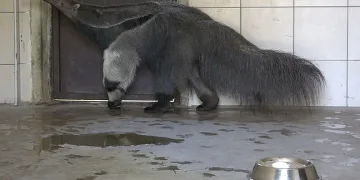 Dev karıncayiyen ailesi büyüyor