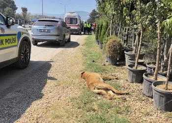 Köpeğe çarpan motosikletli yaralandı