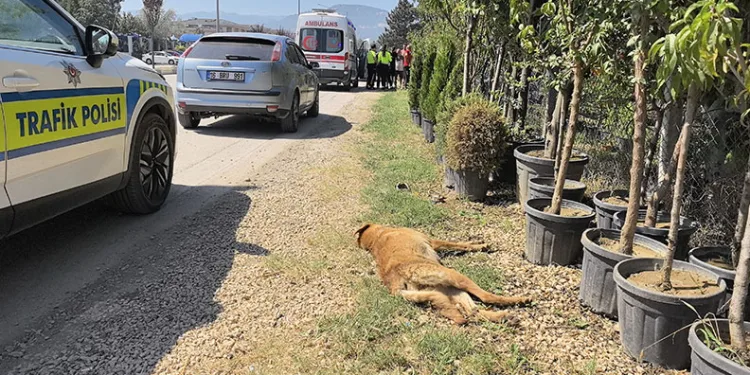 Köpeğe çarpan motosikletli yaralandı