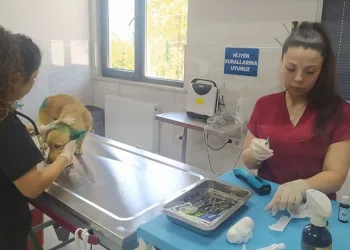 Orman Yangınlarından Etkilenen Hayvanlara Şefkatli Dokunuş