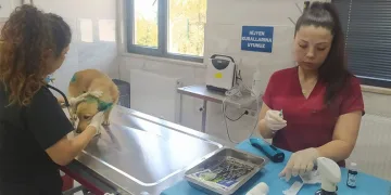 Orman Yangınlarından Etkilenen Hayvanlara Şefkatli Dokunuş