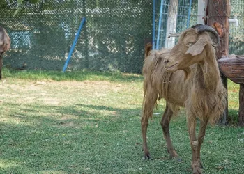 İzmir’de yangından kurtarılan hayvanlar Bursa’da tedaviye alındı