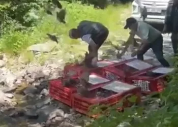 Kene ile mücadele timleri doğaya salındı