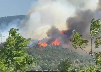 Düzce-Sakarya sınırında orman yangını