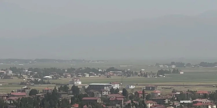 Kırşehir’de ‘yamyam tombul çekirge’ görüldü