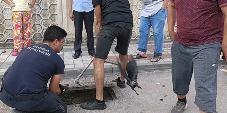 Rögarda mahsur kalan kargayı itfaiye kurtardı