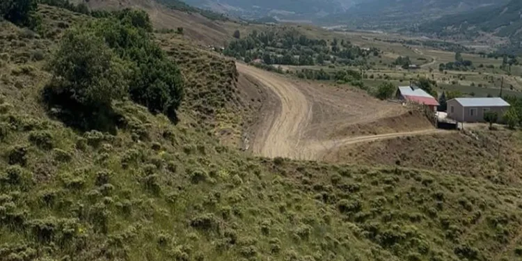 Kırşehir’de ‘yamyam tombul çekirge’ görüldü