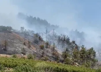 İznik’te orman yangını kontrol altına alındı
