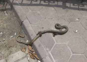 Bursa’da ısırıldığı yılan ile hastaneye geldi