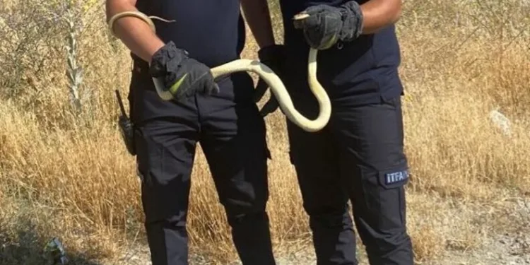 Köşk’te kaçak tütün operasyonu