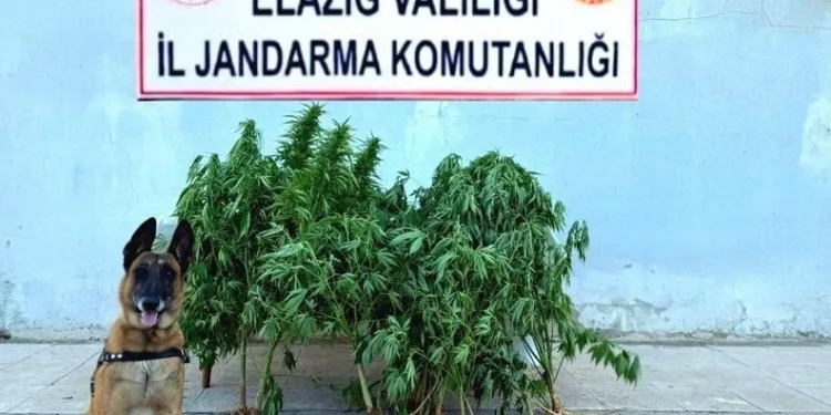 Balya yapan çiftçi anız yangınını fark etti: 5 dekar alan kül oldu