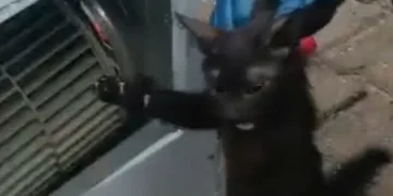 Kuraklık ve orman yangınları Düzmeşe Benti’nin adeta kuruttu