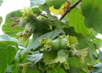 Fındıkta ‘erken hasat yapılmaması’ uyarısı