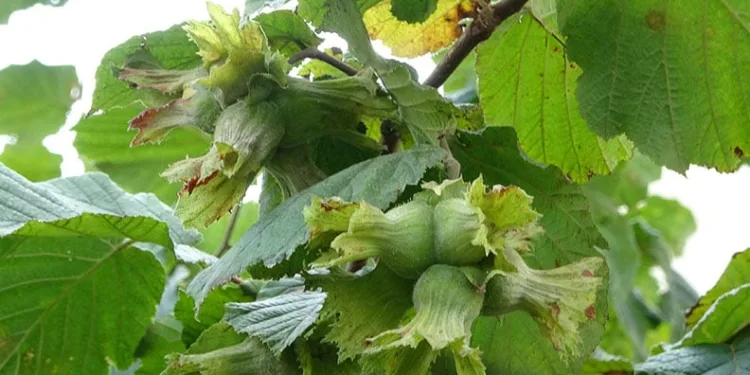 Fındıkta ‘erken hasat yapılmaması’ uyarısı
