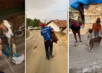 Bursa’da yangınlardan kurtarılan köpek sahibine teslim edildi