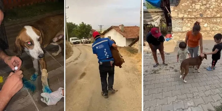 Bursa’da yangınlardan kurtarılan köpek sahibine teslim edildi