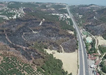 Bursa’da yanan ormanlar yeniden yeşeriyor