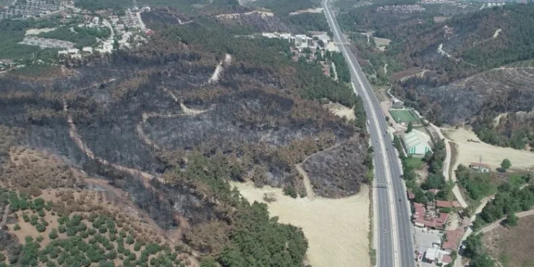 Bursa’da yanan ormanlar yeniden yeşeriyor