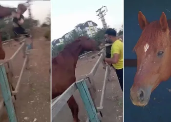 Korku dolu anlar! At çocuğu ısırarak havaya fırlattı