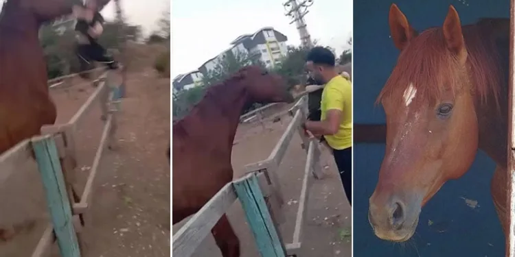 Korku dolu anlar! At çocuğu ısırarak havaya fırlattı
