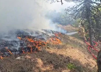 Bolu’da orman yangını