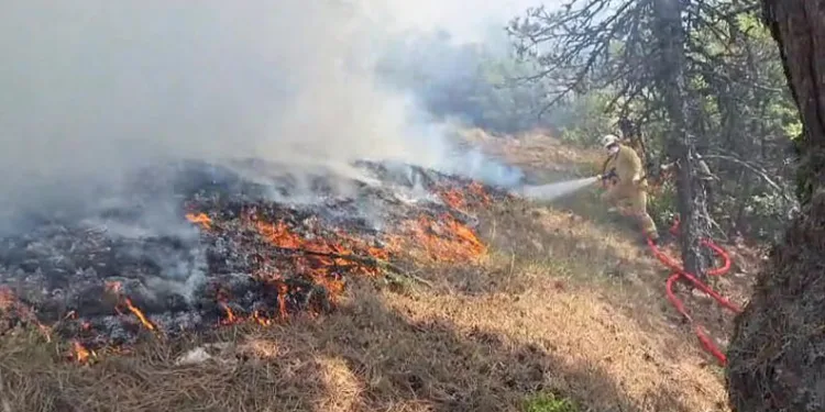 Bolu’da orman yangını