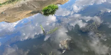 Karasu’da balık ölümleri korku saçıyor