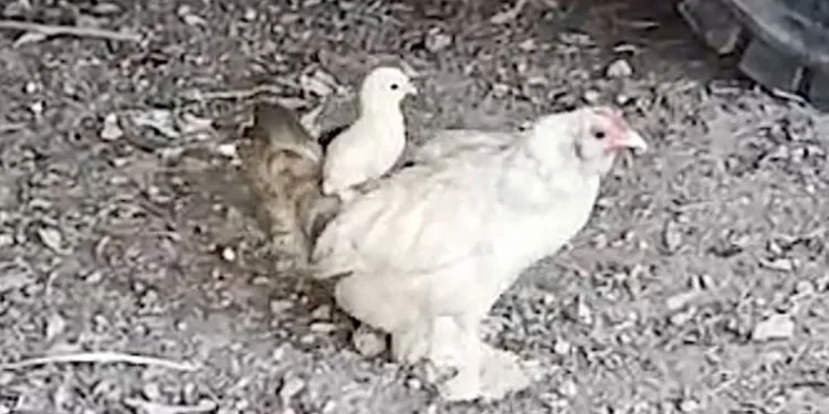 Anne sırtında keyifli gezinti