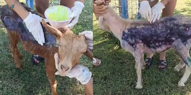 Bursa’da bu kez oltaya çocuk takıldı