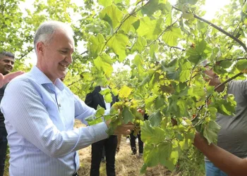 İnegöl fındığında hasat zamanı