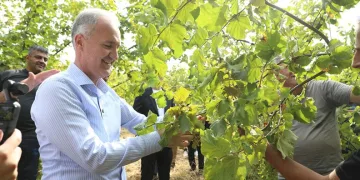 İnegöl fındığında hasat zamanı