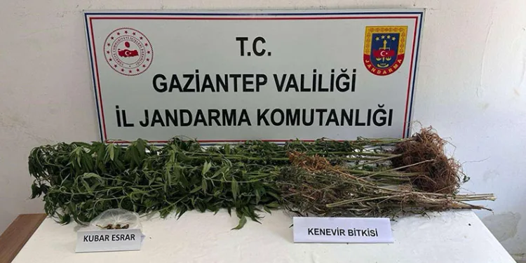 Gaziantep’te 428 kök kenevir ele geçirildi