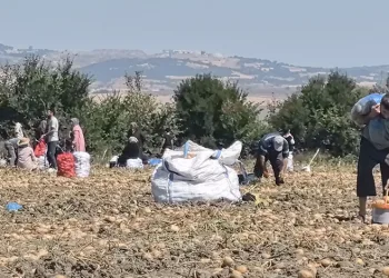 Patates tarlasındaki ürünleri ücretsiz dağıttı