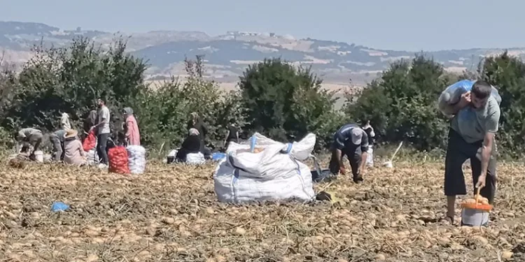 Patates tarlasındaki ürünleri ücretsiz dağıttı