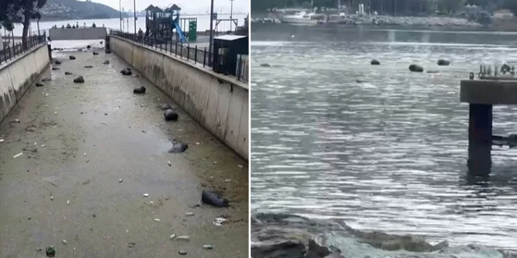 Gemlik körfezi çöplüğe döndü