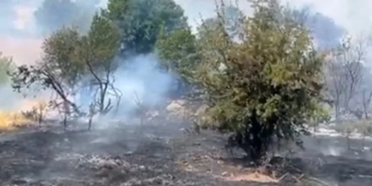Malatya’da orman yangını