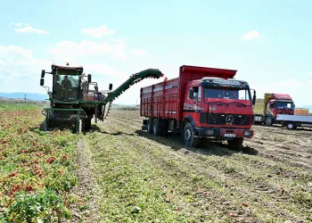Karacabey’de hasat sezonu sürüyor