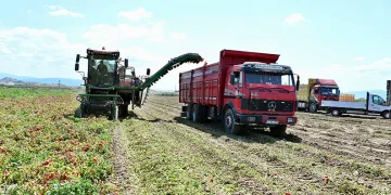 Karacabey’de hasat sezonu sürüyor