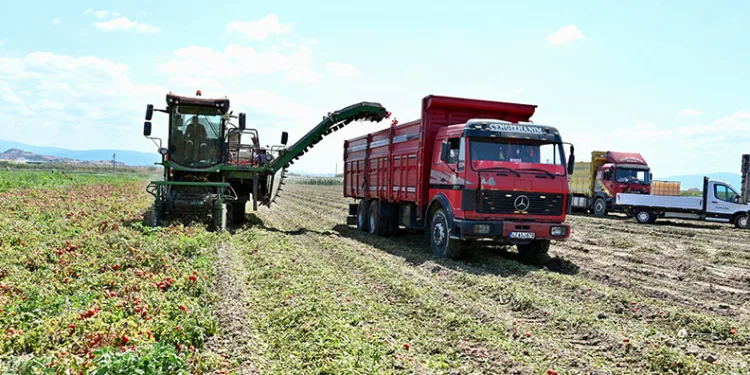 Karacabey’de hasat sezonu sürüyor