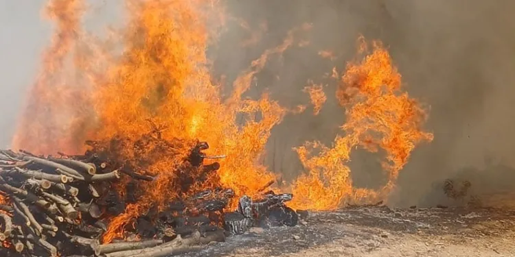 Malatya’nın Doğanyol ilçesinde orman yangını