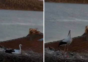 Yaren Leylek depremi önceden hissetti