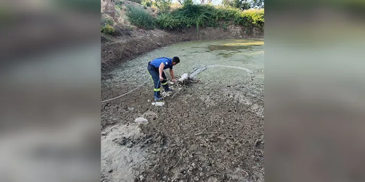 Erzincan’da otomobil koyun sürüsüne daldı
