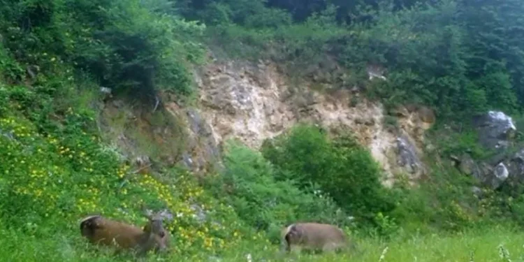 Kızıl geyikleri fotokapan görüntüledi