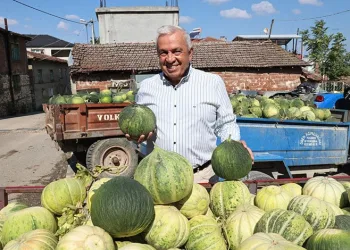 Bursa’nın ünlü Konaklı kavununda üretim iki kat arttı