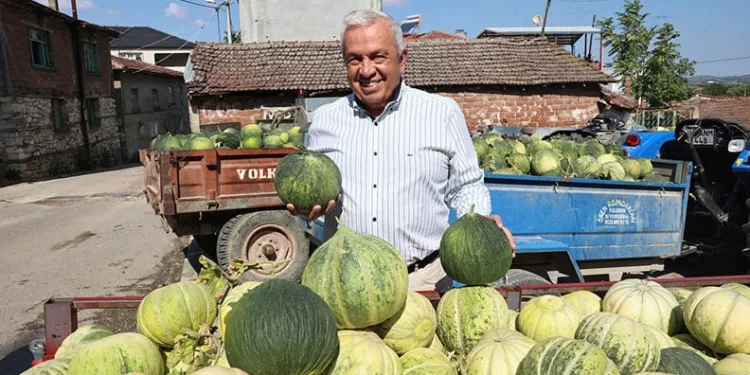 Bursa’nın ünlü Konaklı kavununda üretim iki kat arttı