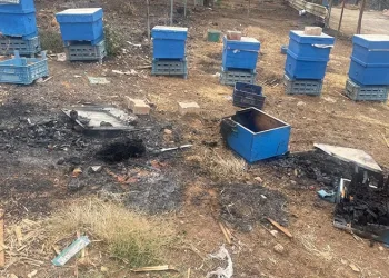Gürsu’daki yangında milyonlarca arı telef oldu