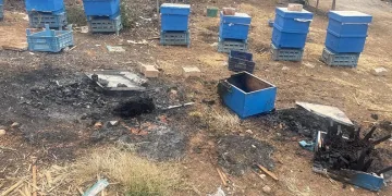 Gürsu’daki yangında milyonlarca arı telef oldu