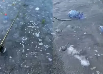 Mavi denizanaları Gemlik sahilini sardı