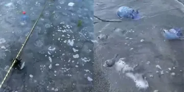 Mavi denizanaları Gemlik sahilini sardı