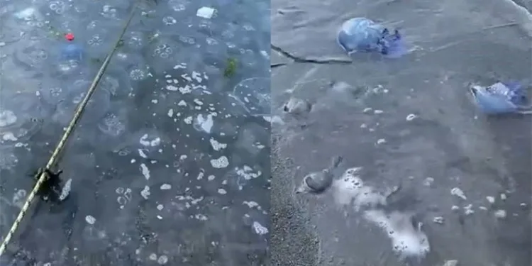 Mavi denizanaları Gemlik sahilini sardı